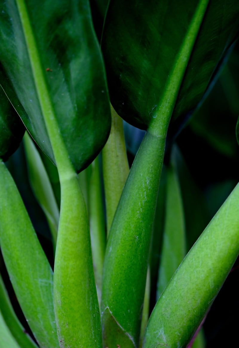 Philodendron