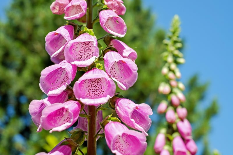 Vertical Planter